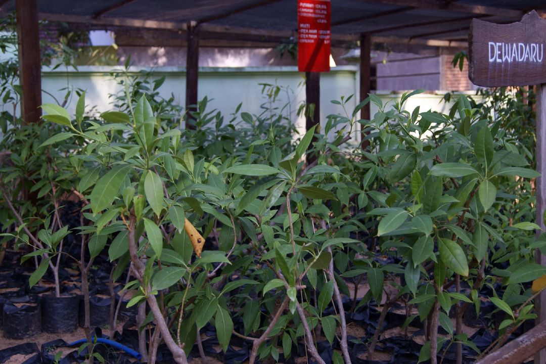 Bibit-bibit pohon dewadaru. (Sumber Wikimedia Commons oleh Midori)