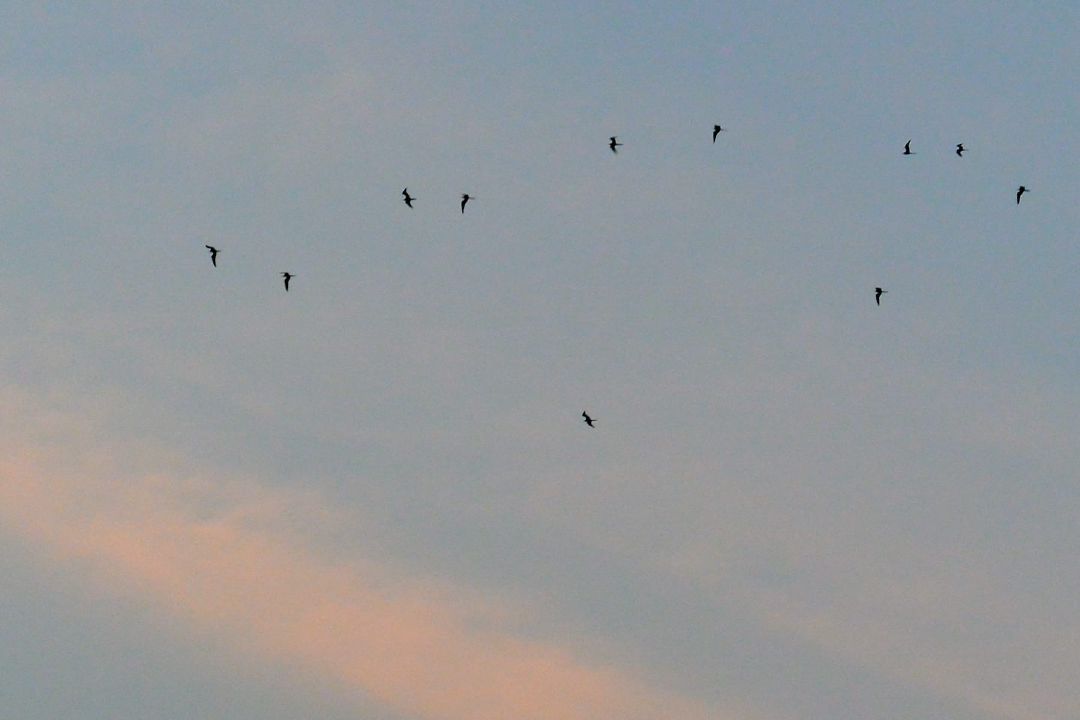 Kawanan burung kembali ke sarangnya kala senja tiba. (Sumber Flickr oleh Tiak.)