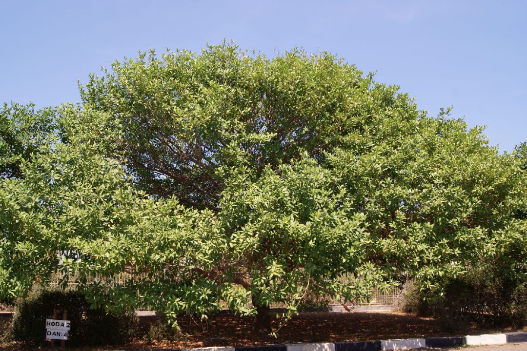 Pohon dewadaru yang ada di Bandara Dewadaru Karimunjawa. (Sumber Wikimedia Commons oleh Midori)