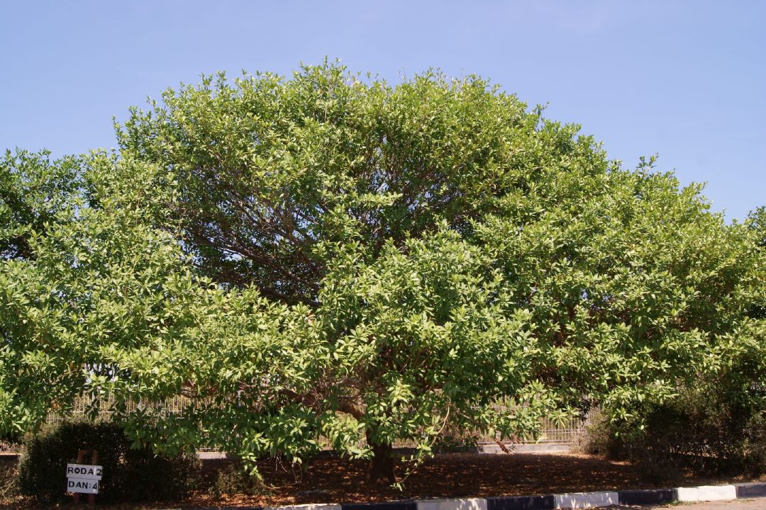 Pohon dewadaru yang ada di Bandara Dewadaru Karimunjawa. (Sumber Wikimedia Commons oleh Midori)