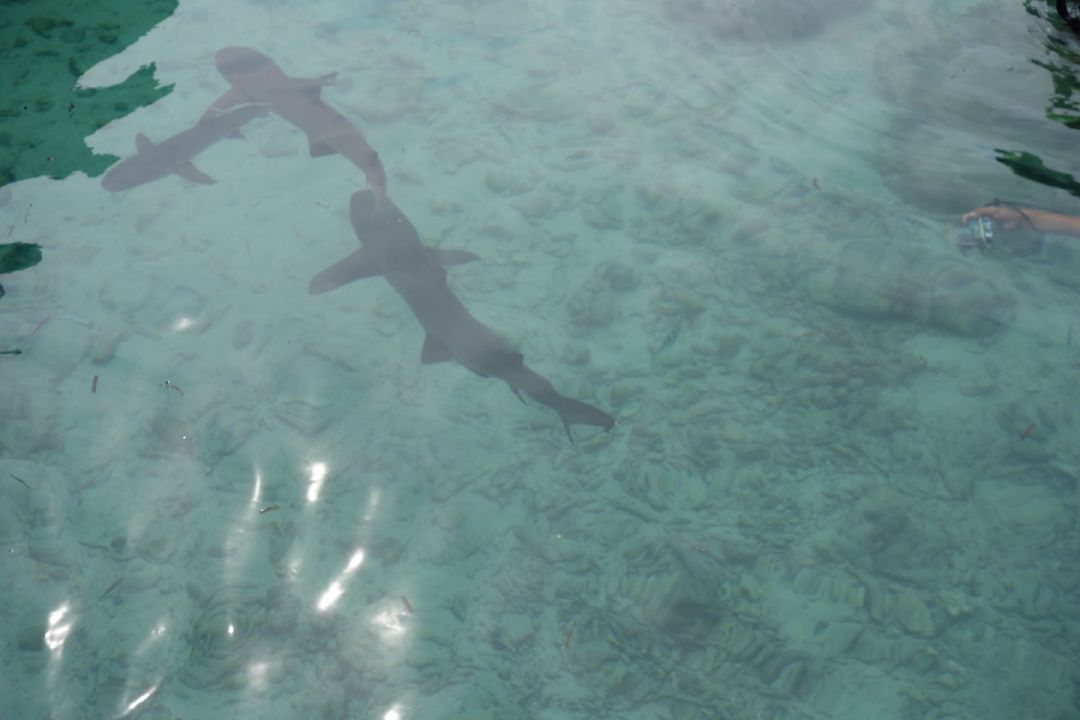 Penangkaran hiu di Pulau Menjangan Besar. (Sumber Flickr oleh Davy Demaline)