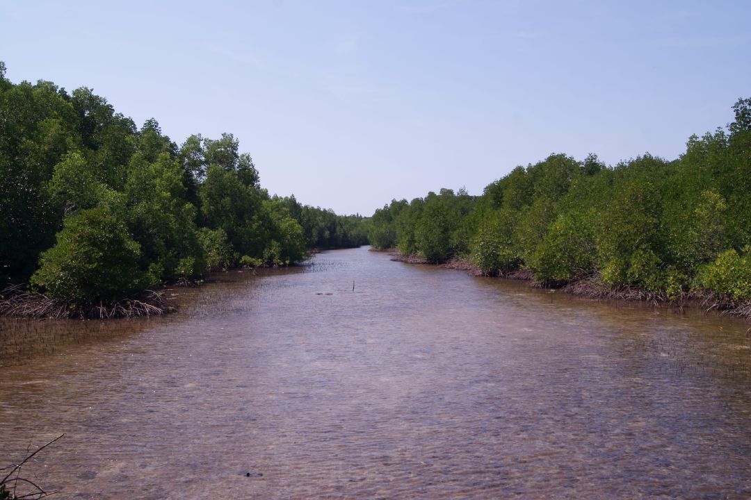 Rimbunnya hutan bakau di Kepulauan Karimunjawa. (Sumber Wikimedia Commons oleh Midori)