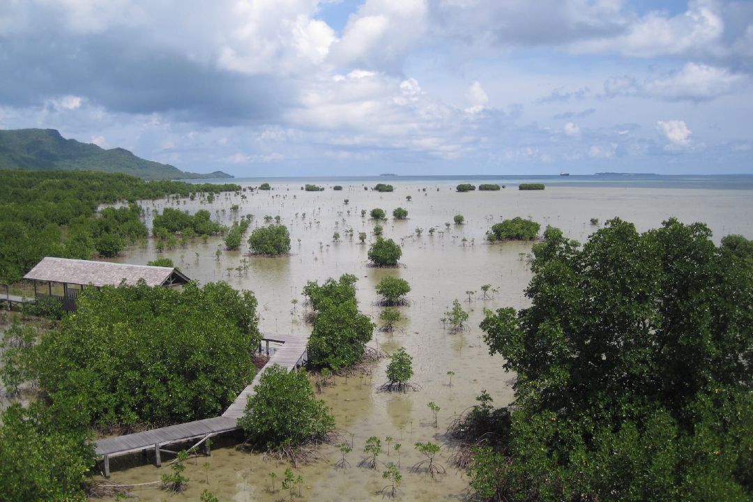 Hutan bakau di Pulau Kemujan. (Sumber Flickr oleh Ad Bercht)