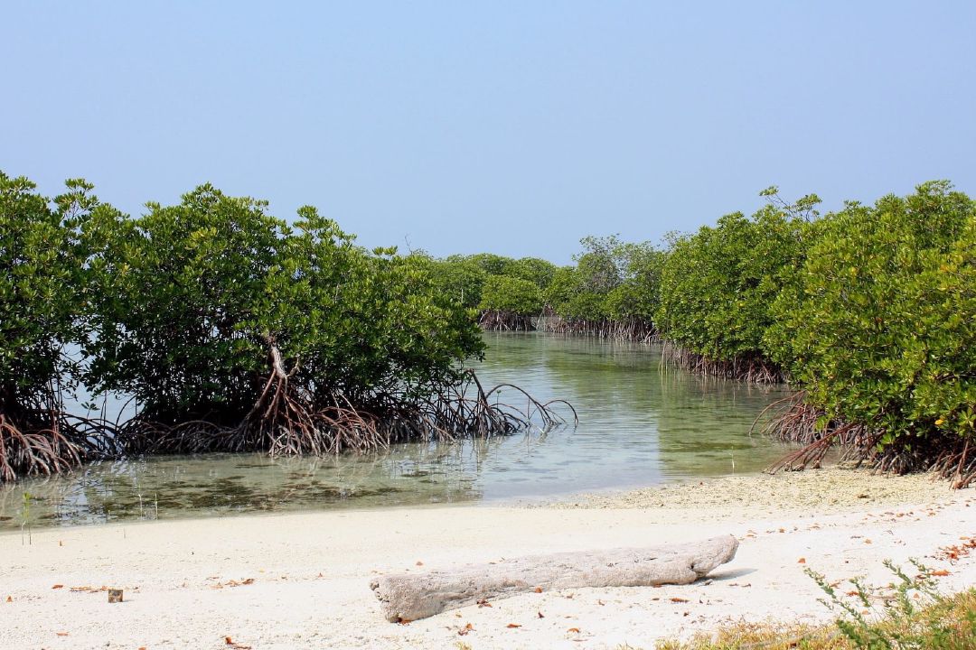 Deretan pohon bakau yang tumbuh di pesesir Pulau Menyawakan. (Sumber Flickr oleh dany13)
