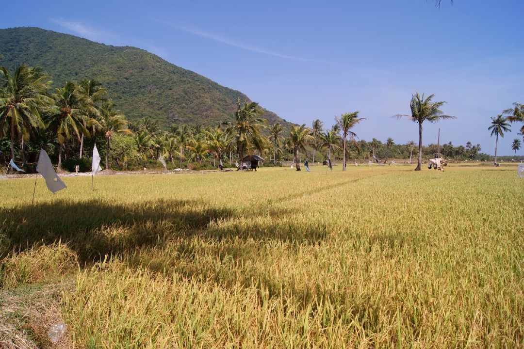 Dari data BPS tahun 2017, total luas pesawahan di Karimunjawa hanya 18 hektare. (Sumber Wikimedia Commons oleh Midori)