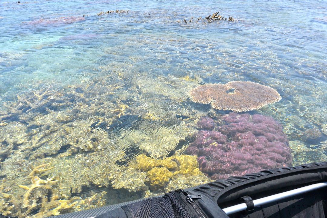 Warna-warni terumbu karang di perairan Karimunjawa. (Sumber Flickr oleh Tiak.)