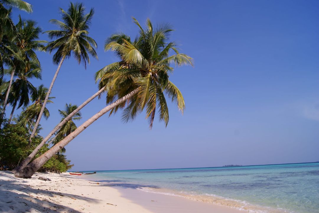 Beberapa pohon kelapa condong ke lautan. (Sumber Wikimedia Commons oleh Midori)