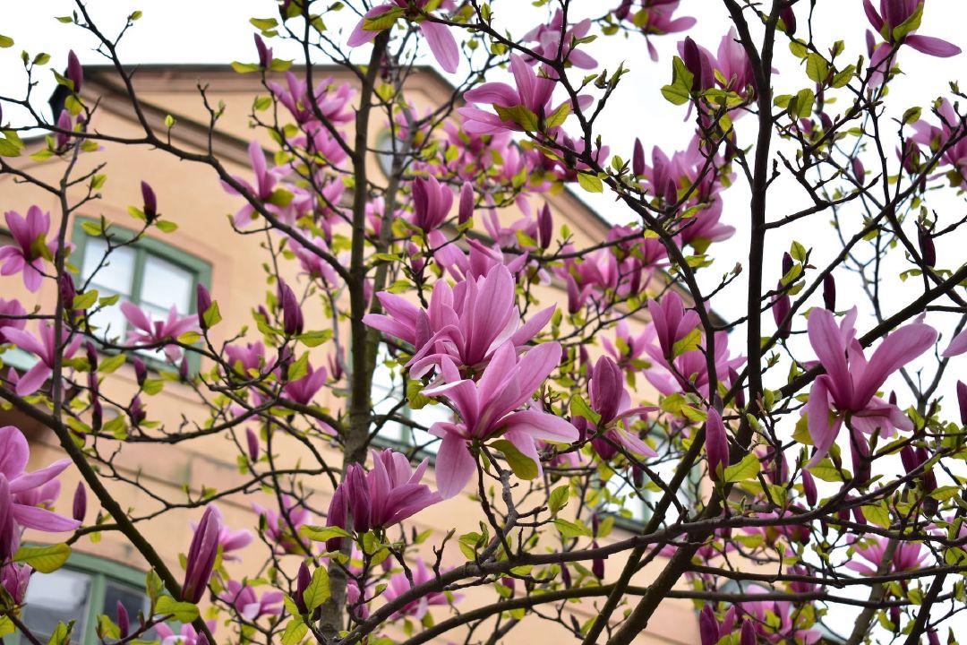 Bunga Magnolia yang sudah mekar.