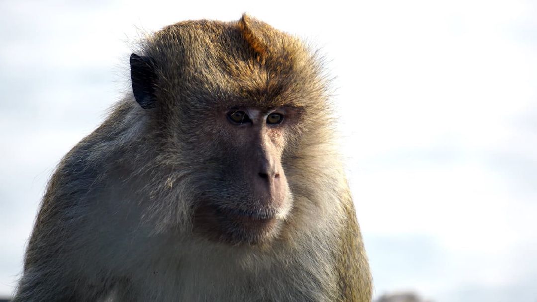 Island of the Apes