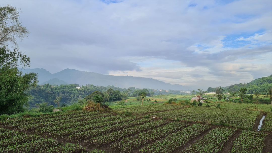 Kebun sawi di sepanjang Jalan Irigasi.