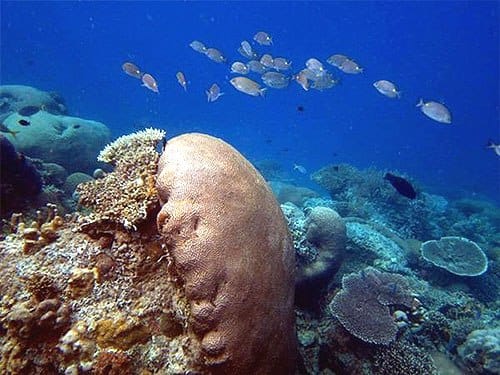 Keindahan bawah laut Pulau Biawak.