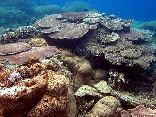 Arcopora, terumbu karang berbentuk meja yang hidup di perairan Pulau Biawak.
