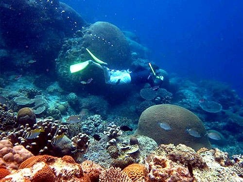 Free Diver tengah menikmati alam bawah laut Pulau Biawak.
