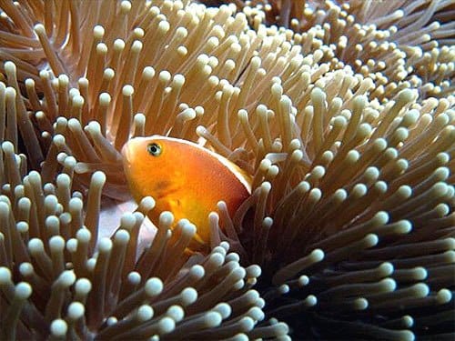 Ikan badut tengah bersembunyi di balik anemon.
